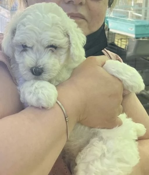 cuccioli di maltipoo