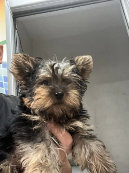 cuccioli di york shiree toy