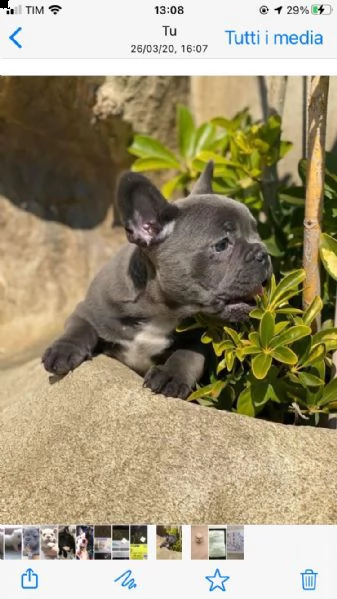 cuccioli di bull dog francesi