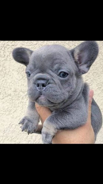 cuccioli di bull dog francesi | Foto 0