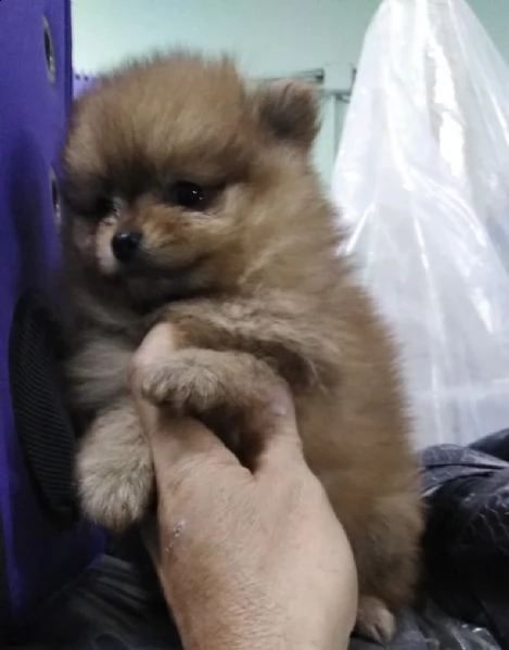 cuccioli di spitz di pomerania