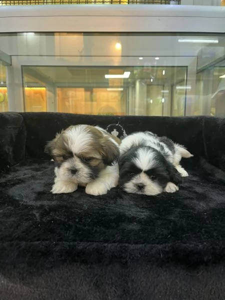 cuccioli di shitzu toy