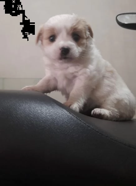 cuccioli di volpino mix maltese 