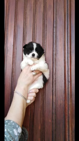 cucciolo di mix spitz e shitzu toy