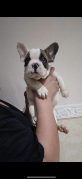cuccioli di bull dog francese 