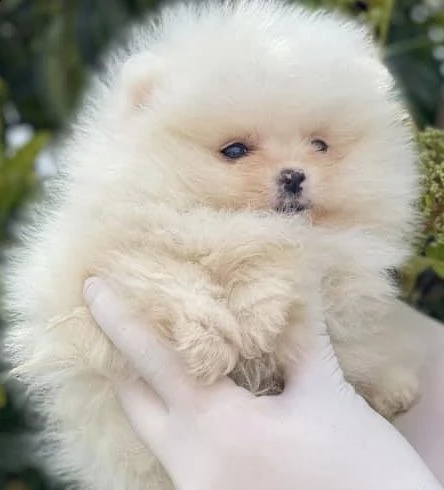 cuccioletti di volpino di pomerania 