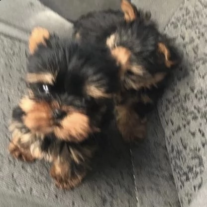 cuccioli di york shire terrier mini toy