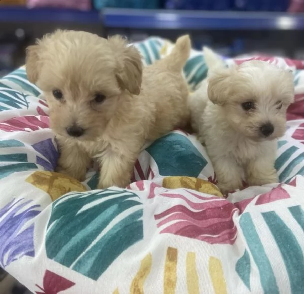 cuccioli di maltipoo toy