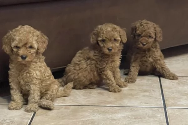 cuccioli di barboncini albicocca