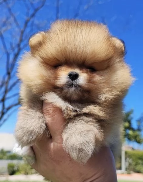 cuccioli di spitz mini toy