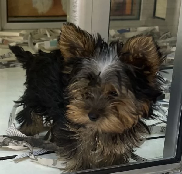 cuccioli di york shire mini toy nero focato