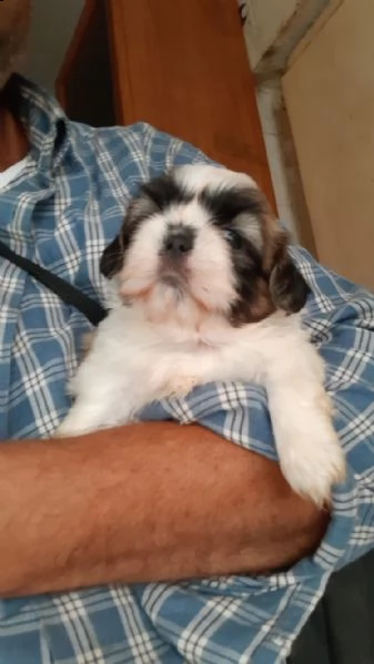 cuccioli di shitzu mini toy bicolori