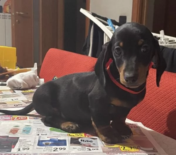 cuccioli di bassotto nano