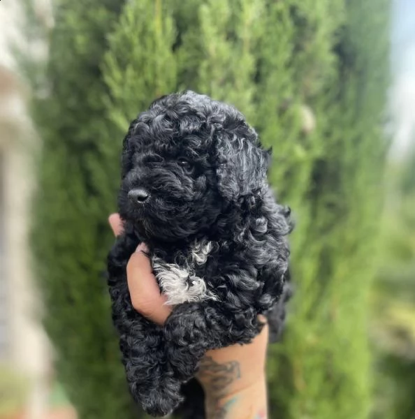 cuccioli di barboncini neri mini toy