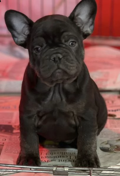 cuccioletto di bull dog francese blak 