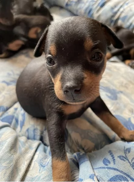 cuccioli di pincher toy 