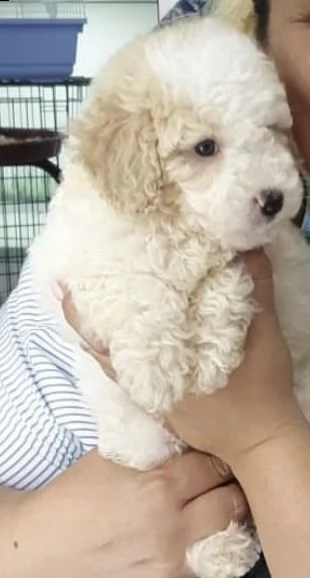cuccioli di bishion frise bianchissimi e purissimi