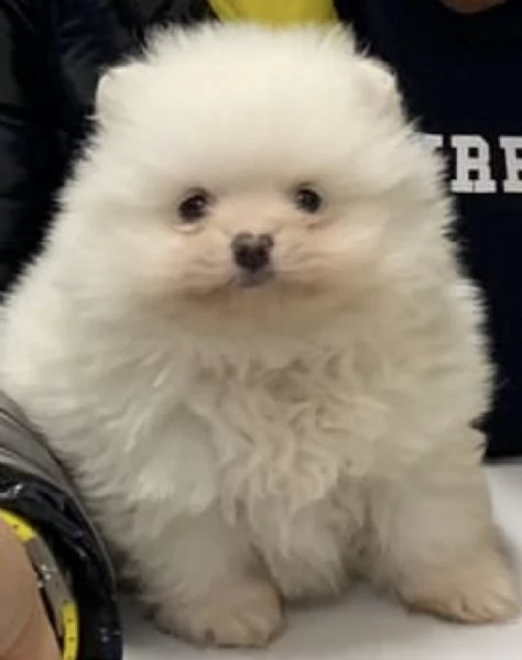 cuccioli di spitz di pomerania battuffoloni 