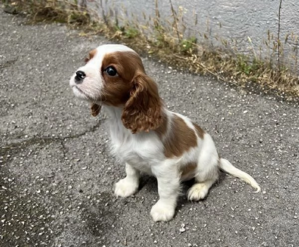 cuccioli di cavalierking bianco e arancio