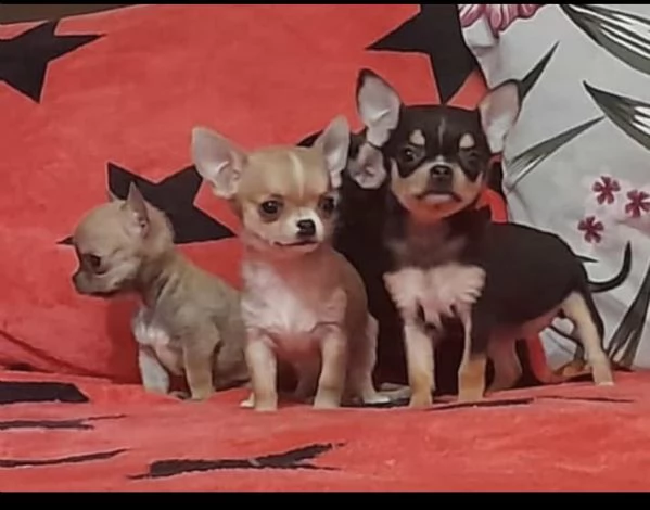 cuccioletti di chiwawa toy vari colori