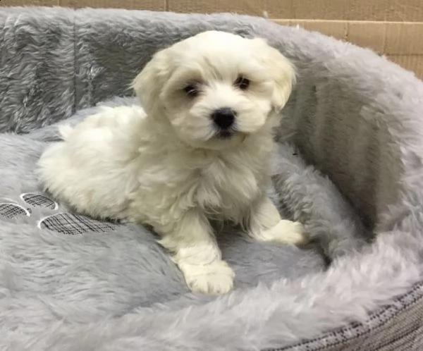 cuccioli di maltese mini toy profumato