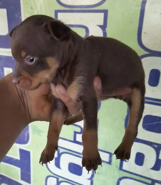 cuccioli di pincer chiwawa toy