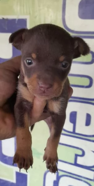 cuccioli di pincer chiwawa toy | Foto 0