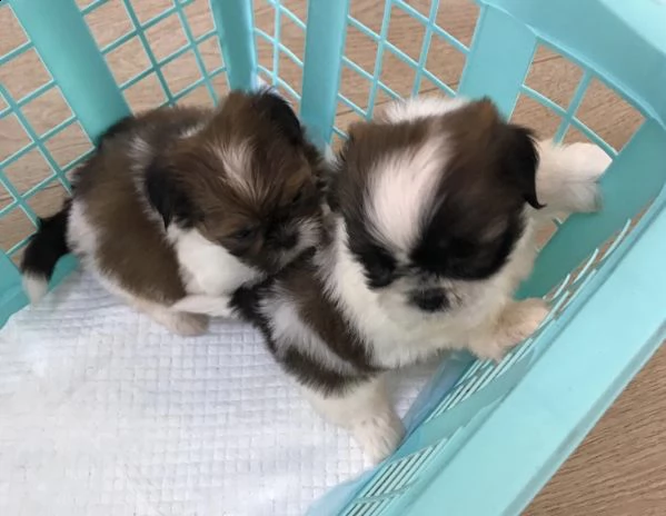 cuccioli di shitzu 