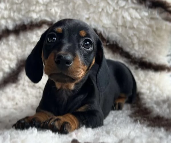 cuccioli di bassotto nano