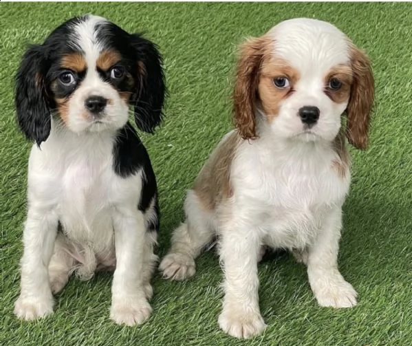 cuccioli di cavalier king vari colori
