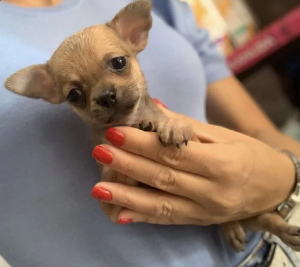 cuccioli di chiwawa pincer mini toy