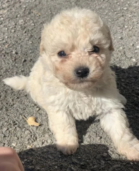 cuccioli di barboncino toy