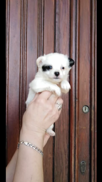 cuccioli di volpino e maltese toy