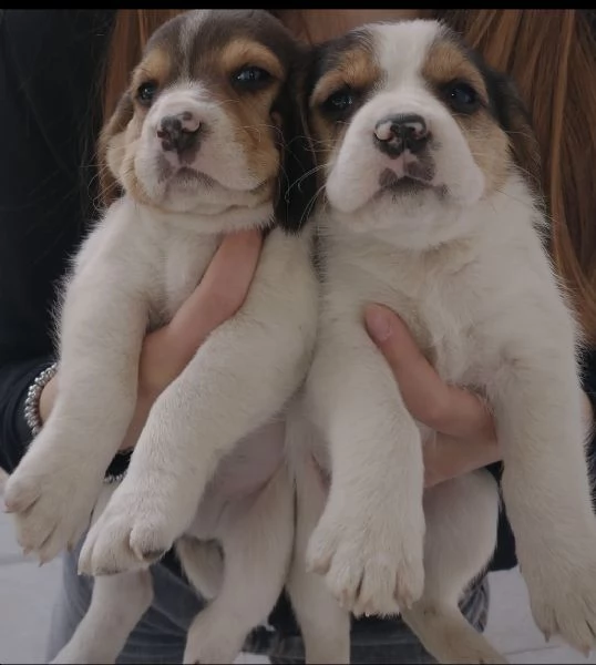 cuccioli di beagle tricolore