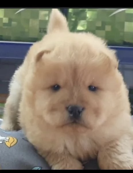 cuccioletti di chow chow 