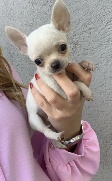 cuccioli di chiwawa toy