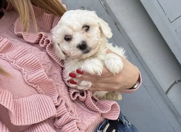 cuccioletti di maltesini mini toy