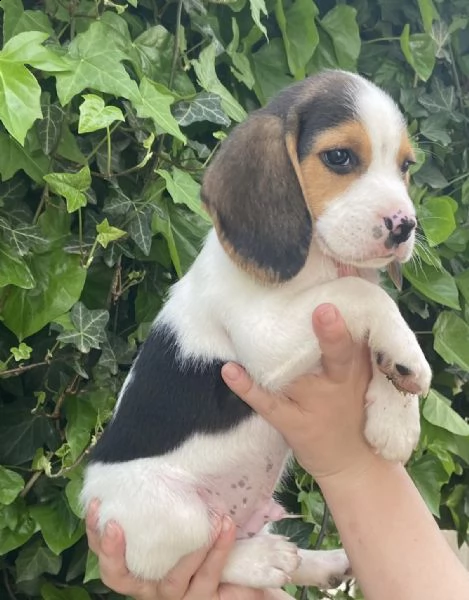 cuccioletti di bigol 