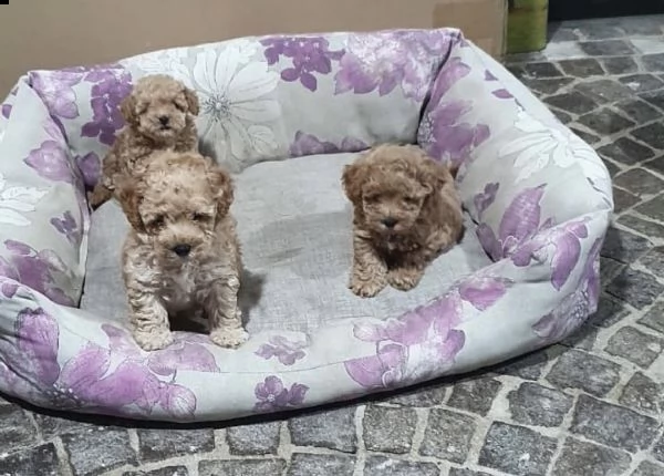 cuccioli di barboncini scampagne