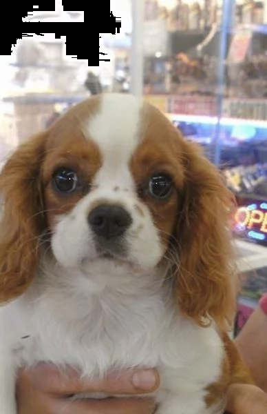 cuccioletti di cavalier king 