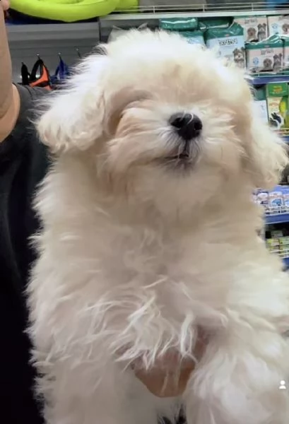 cuccioli di maltese gioiosissimi 
