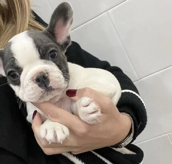 bull dog francese buonissimi 