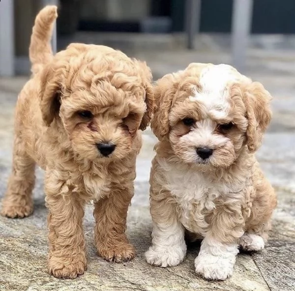 cuccioli di maltipoo color crema scuro