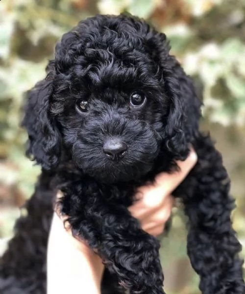 cuccioli di barboncini neri dolcissimi 