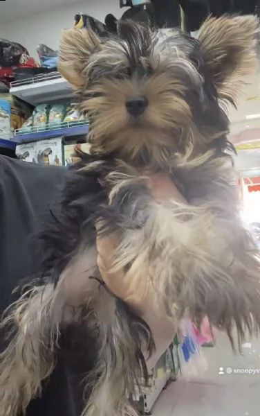 cuccioli di york shiree focato
