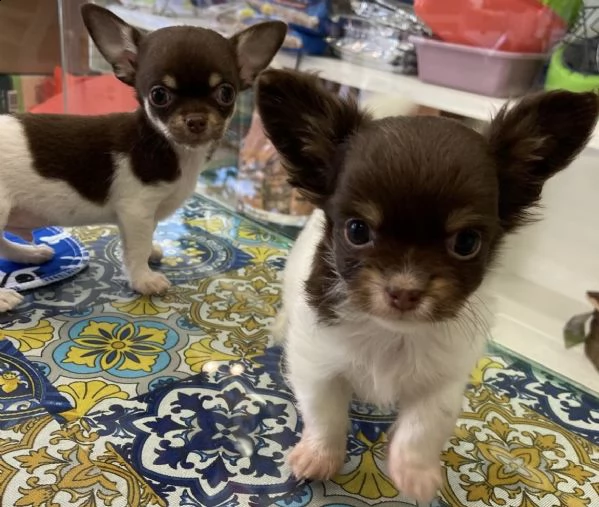 cuccioli di chiwawa mini toy tenerissimi 