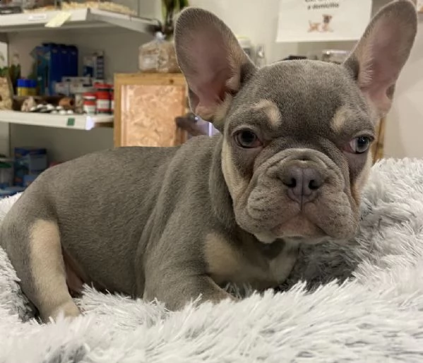 cuccioletti di bull dog francesi color cenere 