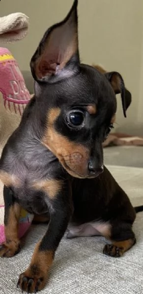 cuccioli di pincer nano tenerissimi 