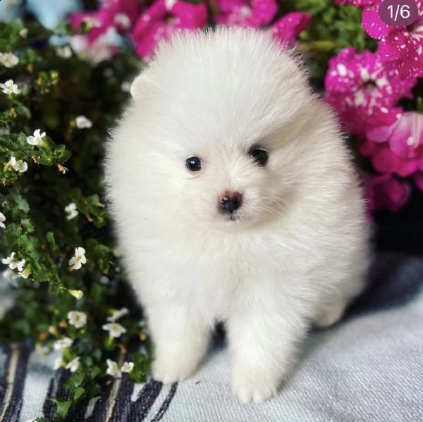 cuccioli di spitz di pomerania biondi