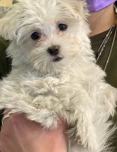 cuccioli di bishion frise teneri